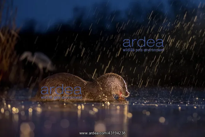 : European otter (Lutra lutra) eating a fish, sleet : European otter (Lutra lutra) eating a fish, sleet
