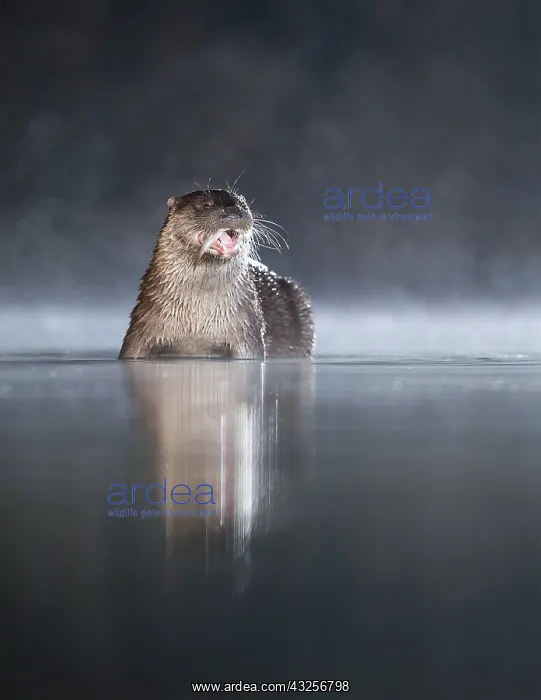 : European Otter (Lutra lutra) feeding on a fish : European Otter (Lutra lutra) feeding on a fish