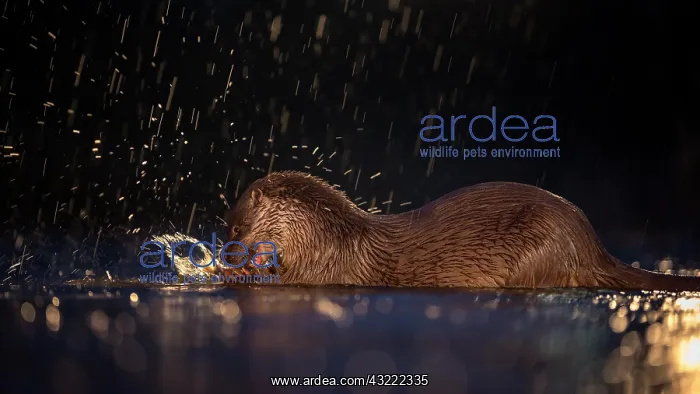 : European otter (Lutra lutra) with fish as prey : European otter (Lutra lutra) with fish as prey