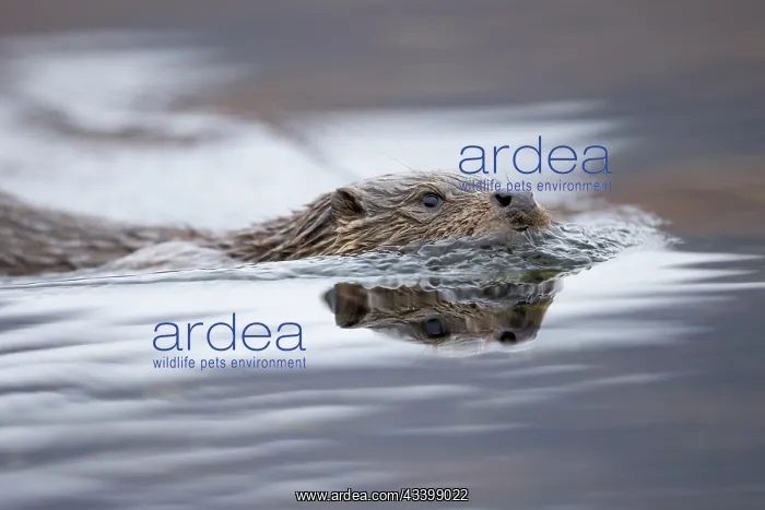 : European otter (Lutra lutra) fishing in a Scottish : European otter (Lutra lutra) fishing in a Scottish
