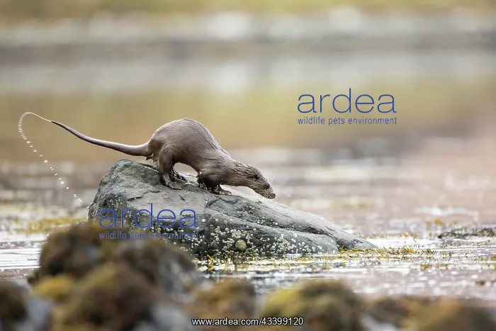 : European otter (Lutra lutra) fishing in a Scottish : European otter (Lutra lutra) fishing in a Scottish