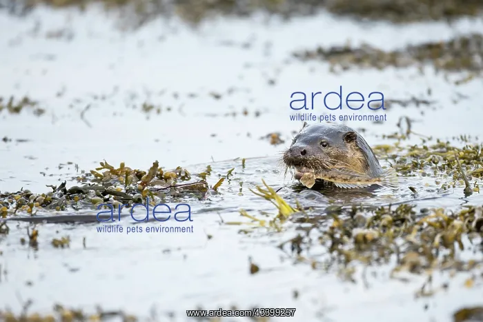 : European otter (Lutra lutra) fishing in a Scottish : European otter (Lutra lutra) fishing in a Scottish