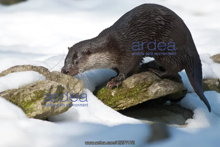 : European otter (Lutra lutra) foraging in the snow : European otter (Lutra lutra) foraging in the snow