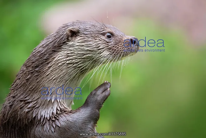 : European otter (Lutra lutra), grooming at the water's : European otter (Lutra lutra), grooming at the water's