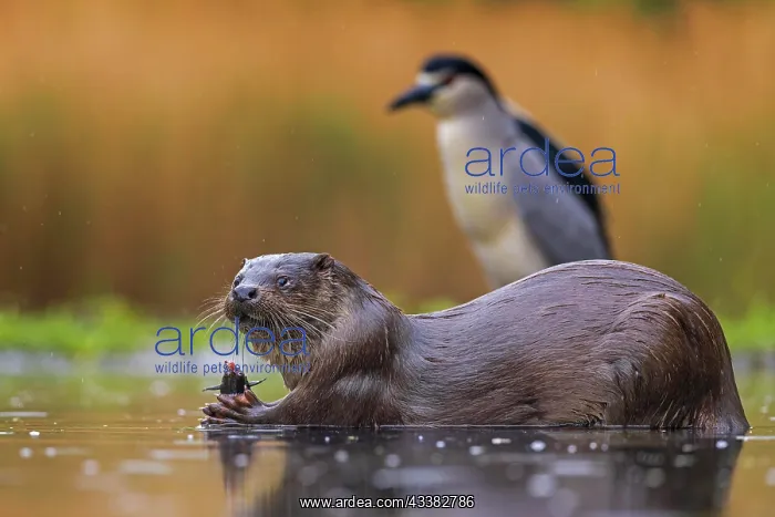 : European otter (Lutra lutra) land predator, marten : European otter (Lutra lutra) land predator, marten
