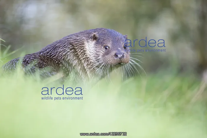 : European Otter (Lutra lutra) looking back over : European Otter (Lutra lutra) looking back over