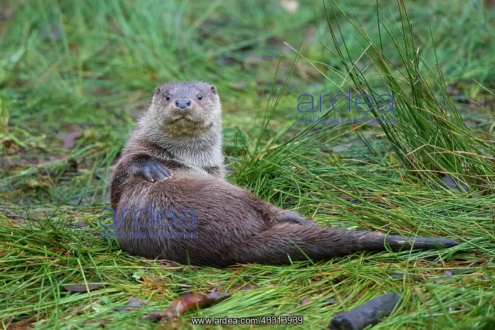 : European Otter (Lutra lutra), lying on lakeside, captive : European Otter (Lutra lutra), lying on lakeside, captive