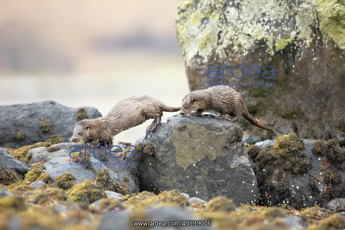 : European otter (Lutra lutra) mum and cub hunting : European otter (Lutra lutra) mum and cub hunting