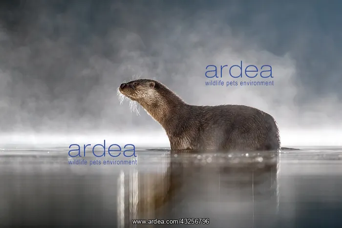 : European Otter (Lutra lutra) at night in a mist : European Otter (Lutra lutra) at night in a mist