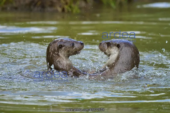 : European otter (Lutra lutra), two otters playing in the water and splashing with much joy : European otter (Lutra lutra), two otters playing in the water and splashing with much joy