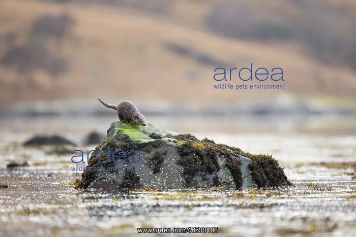 : European otter (Lutra lutra) on a rock in a Scottish : European otter (Lutra lutra) on a rock in a Scottish