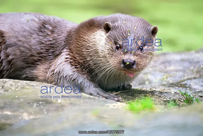 : European otter (Lutra lutra), sitting on bank reinforcement : European otter (Lutra lutra), sitting on bank reinforcement