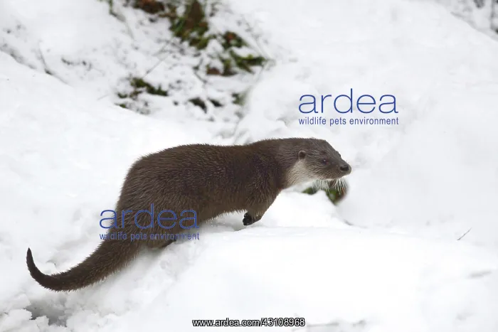 : European Otter (Lutra lutra) in snow, Bavarian Forest : European Otter (Lutra lutra) in snow, Bavarian Forest