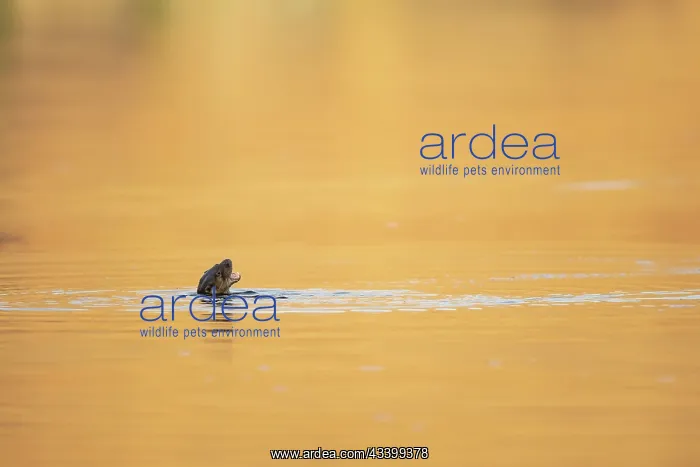 : European otter (Lutra lutra) swimming in a golden : European otter (Lutra lutra) swimming in a golden