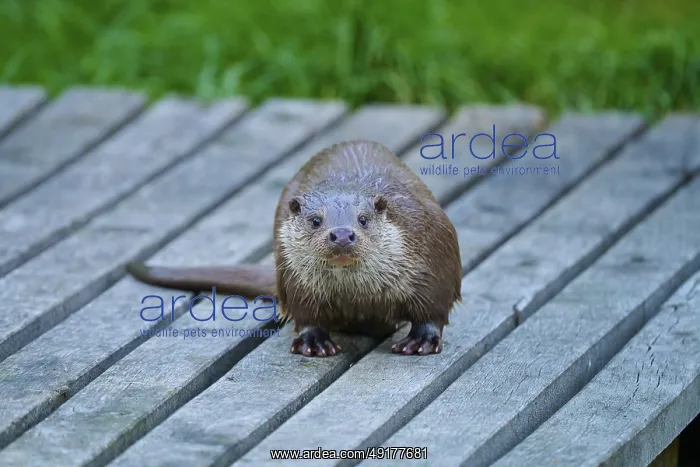 : European otter (Lutra lutra), with wet fur looking curiously on a wooden footbridge : European otter (Lutra lutra), with wet fur looking curiously on a wooden footbridge