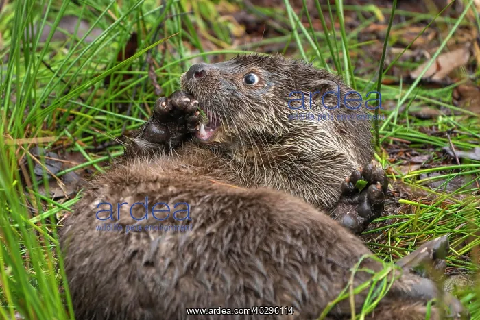 : European otter (Lutra lutra) young in a meadow : European otter (Lutra lutra) young in a meadow