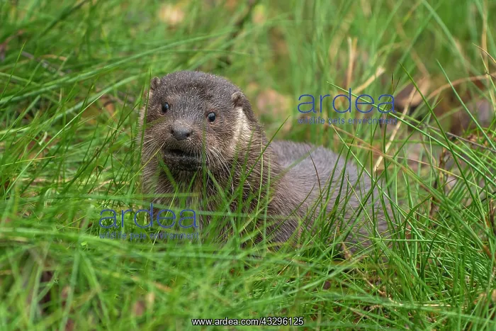 : European otter (Lutra lutra) young in a meadow : European otter (Lutra lutra) young in a meadow