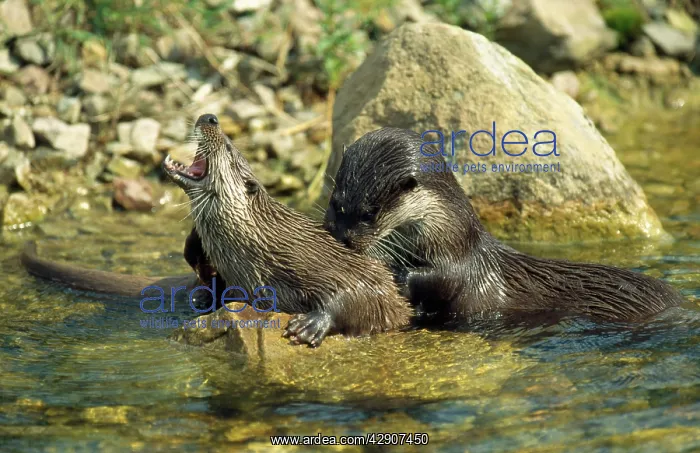 : European OTTER - parent and offspring, playfighting : European OTTER - parent and offspring, playfighting