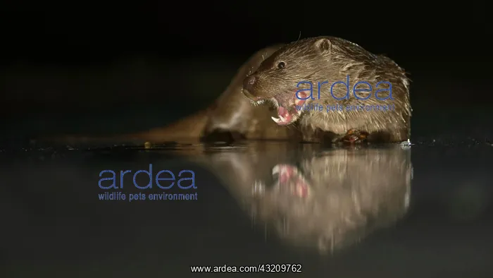 : European otter, reflection, Kiskunsocg National : European otter, reflection, Kiskunsocg National