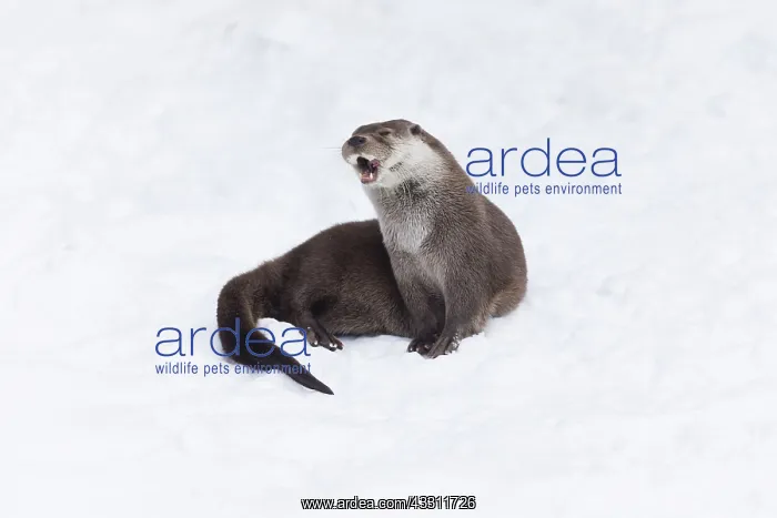 : European Otter - resting and yawning in snow : European Otter - resting and yawning in snow