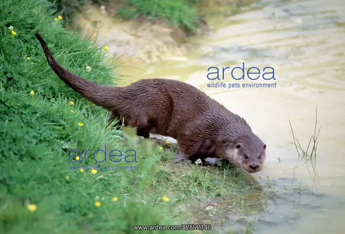 : European OTTER - on riverbank : European OTTER - on riverbank