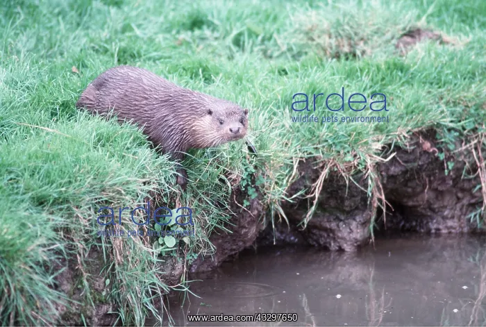 : European OTTER - on riverbank : European OTTER - on riverbank