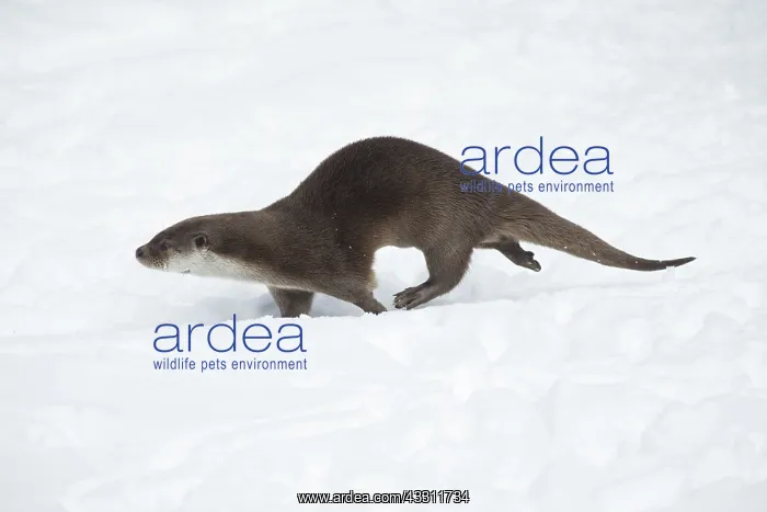 : European Otter - running through snow : European Otter - running through snow