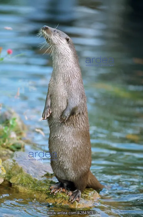  : European Otter - standing