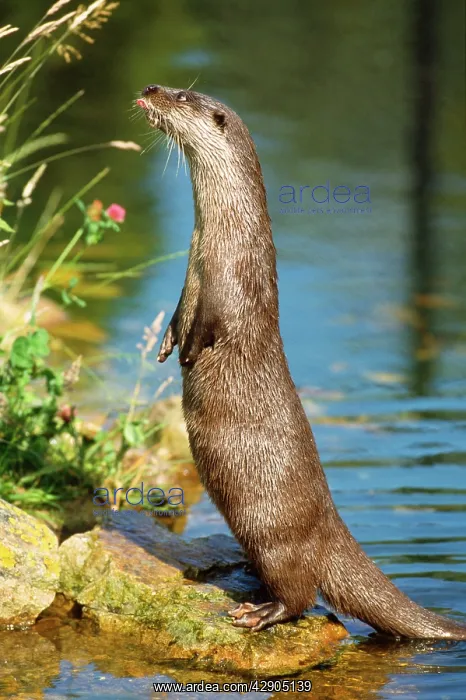 : European OTTER - standing on hind legs : European OTTER - standing on hind legs
