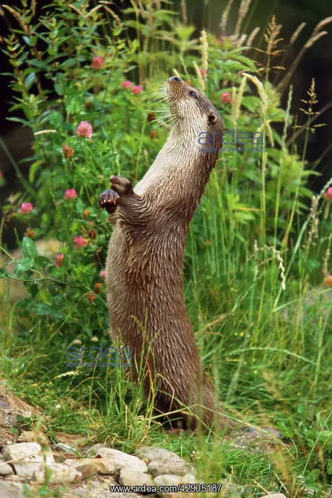 : European OTTER - standing on hind legs : European OTTER - standing on hind legs