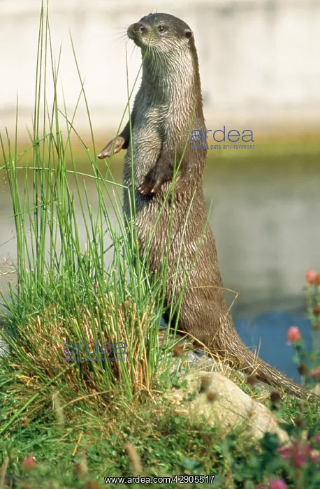 : European OTTER - standing on hind legs : European OTTER - standing on hind legs