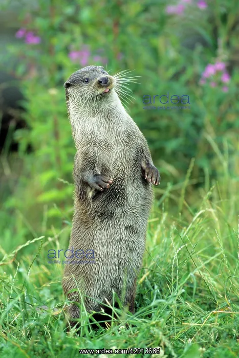 : European Otter - standing on back legs : European Otter - standing on back legs