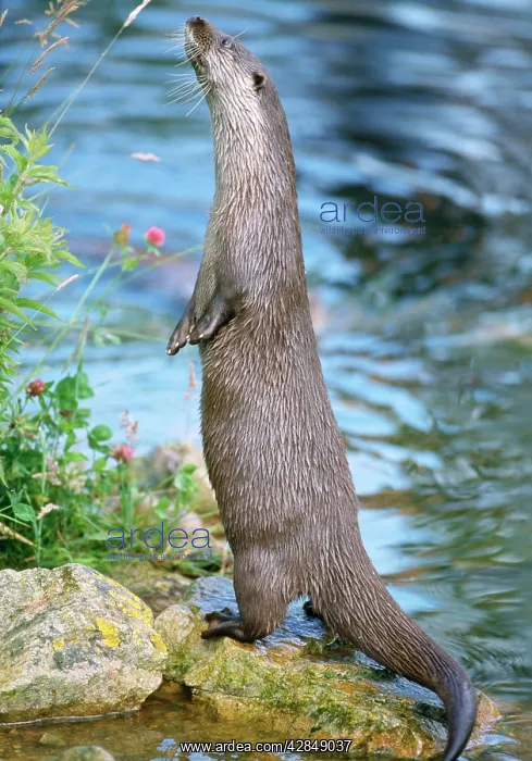: European OTTER - Standing upright, in water : European OTTER - Standing upright, in water