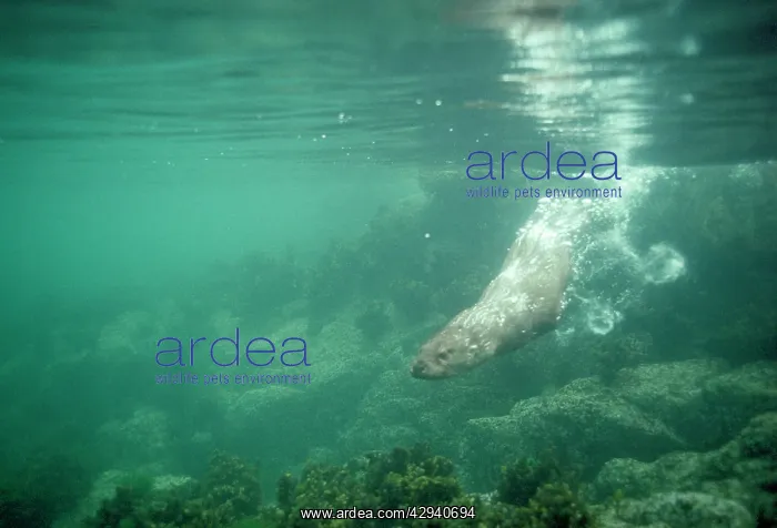 : EUROPEAN OTTER - swimming underwater : EUROPEAN OTTER - swimming underwater