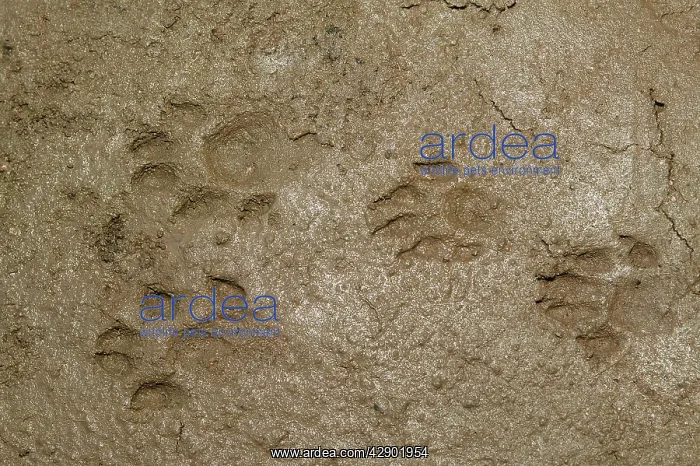 : European Otter - tracks : European Otter - tracks