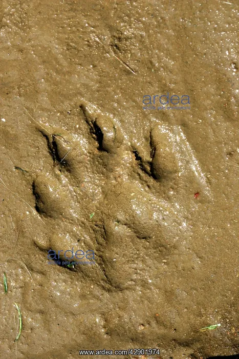 : European Otter - tracks : European Otter - tracks