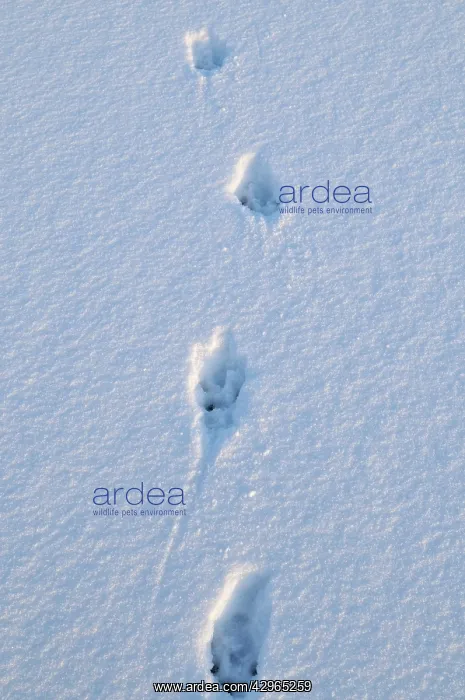 : European otter - tracks : European otter - tracks