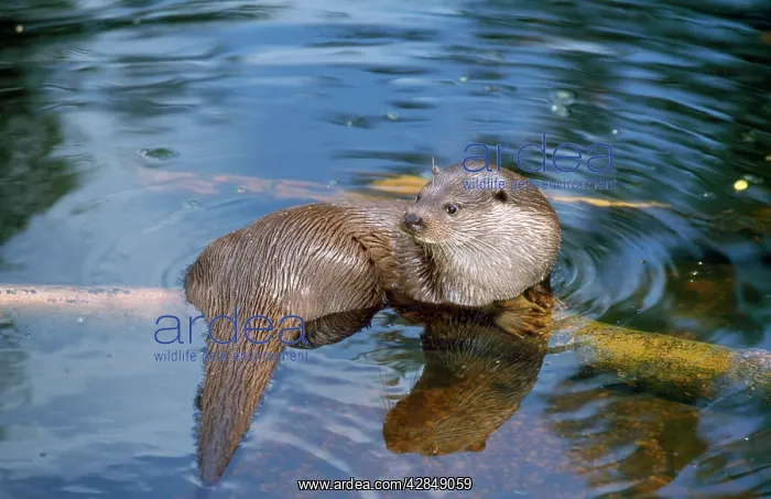 : European OTTER - in water : European OTTER - in water