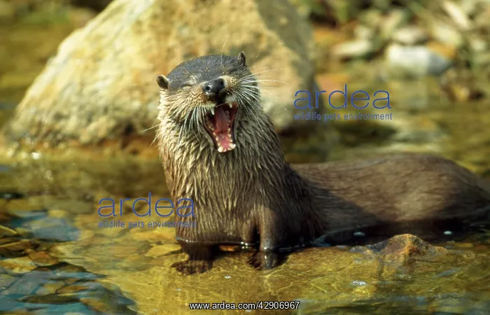 : European OTTER - yawning : European OTTER - yawning