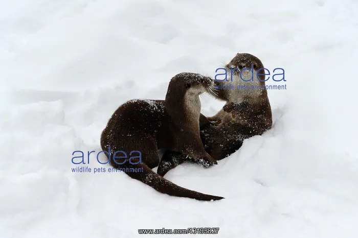  : European Otters (Lutra lutra)