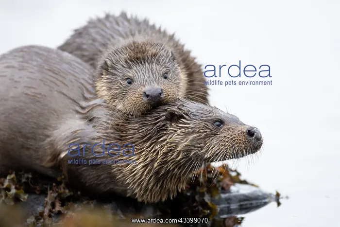 : European otters (Lutra lutra) mum and cub : European otters (Lutra lutra) mum and cub