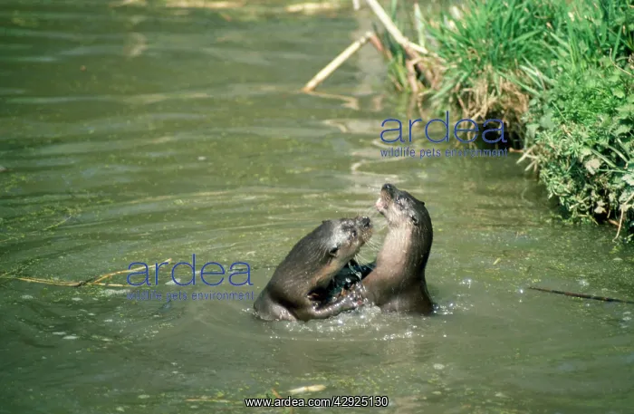 : European Otters - playing, in water : European Otters - playing, in water