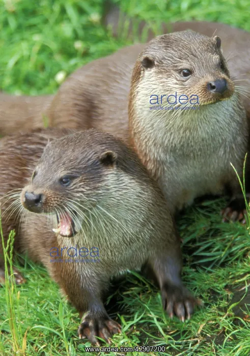 : European Otters -Two together : European Otters -Two together