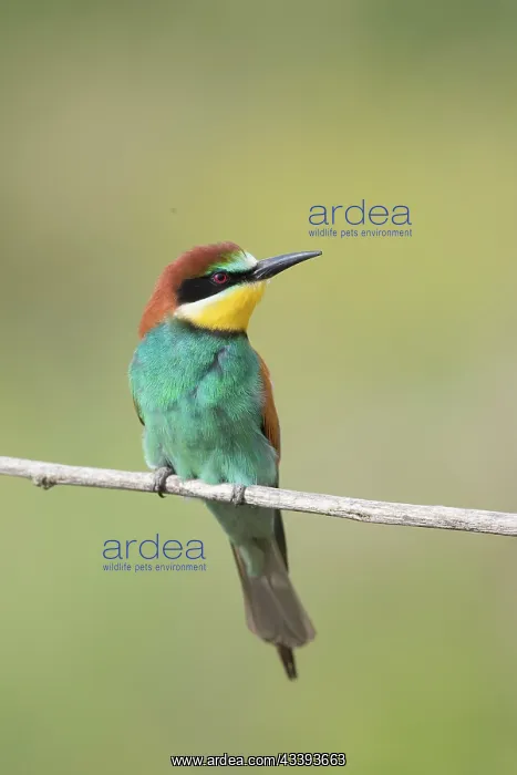 : European ouBee Eater : European ouBee Eater