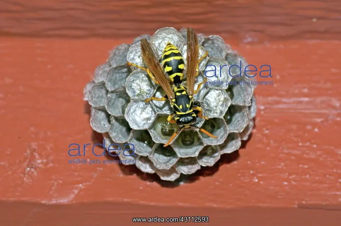 : European Paper Wasp : European Paper Wasp