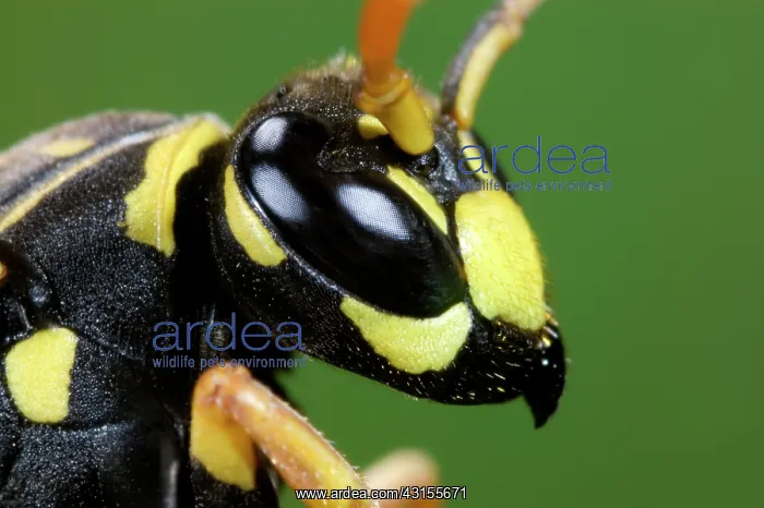 : European Paper Wasp : European Paper Wasp