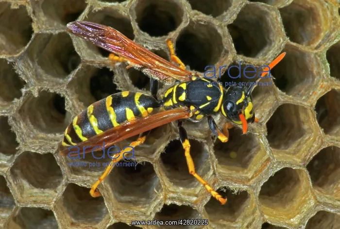 : European Paper WASP - female : European Paper WASP - female
