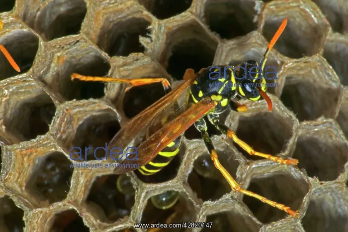 : European Paper WASP - female, laying egg : European Paper WASP - female, laying egg