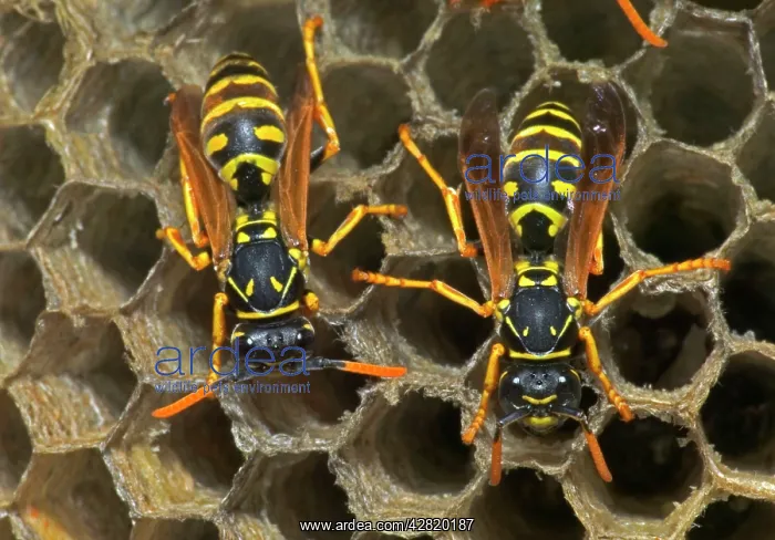 : European Paper WASP - females : European Paper WASP - females