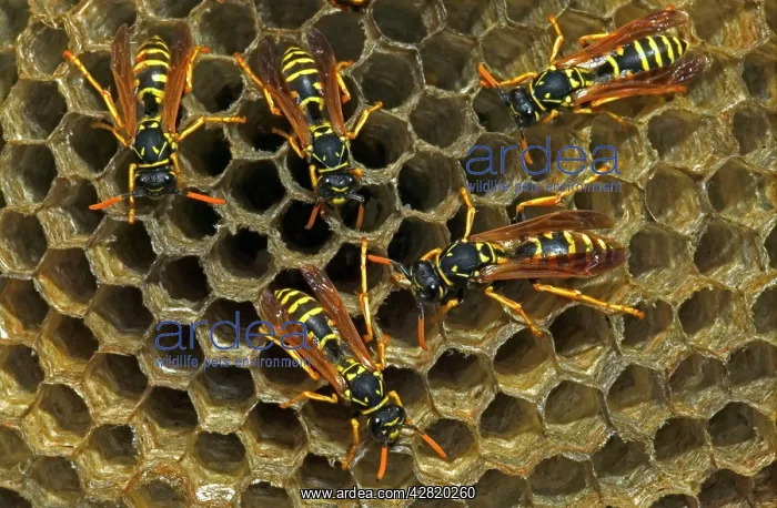 : European Paper WASP - females : European Paper WASP - females